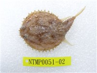 藏品(費氏棘茄魚)的圖片